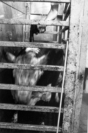 oRPcow