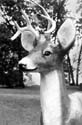 eRPdeer