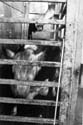 oRPcow